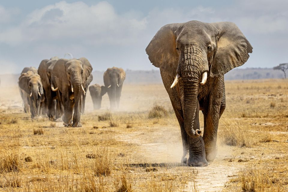 Elefanten kommunzieren überwiegend mit einem tiefen Grollen, das für menschliche Ohren kaum wahrnehmbar ist