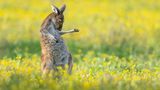 Eigentlich findet der Fotograf Jason Moore Kängurus "ziemlich gutmütig und meistens sogar ein bisschen langweilig". Das Känguru, das er an einem sonnigen Morgen am Stadtrand von Perth fotografiert hat, scheint ihm das Gegenteil beweisen zu wollen und packt die Luftgitarre aus. Die Aufnahme bringt Jason Moore den Gesamtsieg der Comedy Wildlife Photography Awards 2023  ein.
