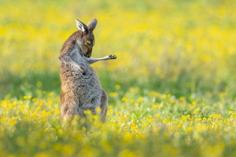 Eigentlich findet der Fotograf Jason Moore Kängurus "ziemlich gutmütig und meistens sogar ein bisschen langweilig". Das Känguru, das er an einem sonnigen Morgen am Stadtrand von Perth fotografiert hat, scheint ihm das Gegenteil beweisen zu wollen und packt die Luftgitarre aus. Die Aufnahme bringt Jason Moore den Gesamtsieg der Comedy Wildlife Photography Awards 2023  ein.