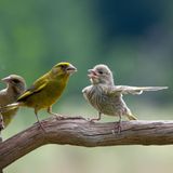 Die Pubertät ist für alle Beteiligten anstrengend – das gilt offenbar auch für Grünfinken. Dieses Gefühl beschleicht einen zumindest, wenn man das Verhalten eines jungen Grünfinken beobachtet, das Jacek Stankiewicz im polnischen Bialowieza-Urwald mit seiner Kamera festgehalten hat. Ob er gegen seine Eltern rebelliert oder seinen Bruder eines vermeintlichen Fehlers bezichtigt? Wir werden es nie erfahren. 