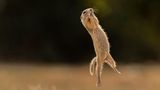 Dieses von Timea Ambrus in Österreich fotografierte Echte Hörnchen springt in die Luft, als wollte es fliegen. Leider hat es keine Flügel und plumpst – offenbar zu seiner eigenen Verwunderung – zurück auf den Boden.   