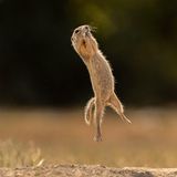 Dieses von Timea Ambrus in Österreich fotografierte Echte Hörnchen springt in die Luft, als wollte es fliegen. Leider hat es keine Flügel und plumpst – offenbar zu seiner eigenen Verwunderung – zurück auf den Boden.   