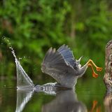 Wenn der Mangrovenreiher den perfekten Moment abwartet, einen Fisch erspäht und sich mit höchster Präzision auf seine Beute stürzt, ist das ein Anblick purer Eleganz – meistens zumindest. Für diesen Reiher, den Vittorio Ricci in Südafrika fotografiert hat, endet der Beutefang in einem ungelenken Bauchplatscher. 