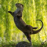 Beim Versuch, nach von einem Baum hängenden Blättern zu greifen, tanzt ein Otter in Singapur eine perfekte Arabesque – ganz wie es eine Ballerina tun würde. "Der Otter ist ein Naturtalent, nur den Bauch muss er etwas einziehen", kommentierte eine Ballettlehrerin die Aufnahme.   