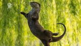 Beim Versuch, nach von einem Baum hängenden Blättern zu greifen, tanzt ein Otter in Singapur eine perfekte Arabesque – ganz wie es eine Ballerina tun würde. "Der Otter ist ein Naturtalent, nur den Bauch muss er etwas einziehen", kommentierte eine Ballettlehrerin die Aufnahme.   
