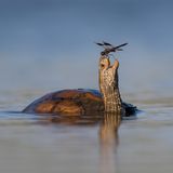 Einen außerordentlich guten Tag hat allem Anschein nach diese Schildkröte, die Tzahi Finkelstein in der Jesreelebene im Norden Israels abgelichtet hat. Dass eine Libelle ausgerechnet ihre Nase als Landeplatz gewählt hat, scheint sie regelrecht zum Lachen zu bringen.