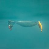 Snoopy, bist du es? Ein Papageientaucher vor der Küste der Farne-Insel im Nordosten Englands erinnert an die berühmte Comic-Figur, während er aufmerksam Quallen beobachtet. Brian Matthews hat im entscheidenden Augenblick den Auslöser seiner Kamera gedrückt.   