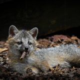 Ob dieser Graufuchs nicht etwas zu jung zum Rauchen ist? Was er aber in lässiger Pose wie eine Zigarre im Maul hält, ist in Wirklichkeit nur ein Stück Holz. Der junge Fuchs will sich, nach einer Beißübung erschöpft, noch nicht davon trennen, während Dakota Vaccaro auf den Auslöser ihrer Kamera drückt.   