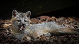 Ob dieser Graufuchs nicht etwas zu jung zum Rauchen ist? Was er aber in lässiger Pose wie eine Zigarre im Maul hält, ist in Wirklichkeit nur ein Stück Holz. Der junge Fuchs will sich, nach einer Beißübung erschöpft, noch nicht davon trennen, während Dakota Vaccaro auf den Auslöser ihrer Kamera drückt.   