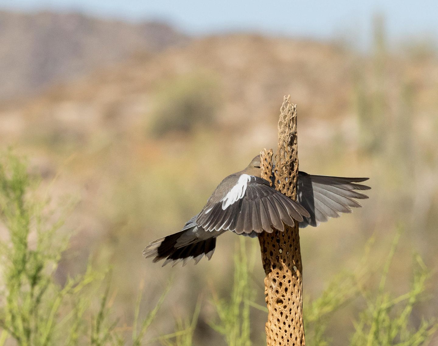 Stand der Kaktus schon gestern hier? Die Weißflügeltaube, die Wendy Kaveney in der Wüste Arizonas fotografierte, hatte ihn offenbar nicht mehr auf dem Radar – und rauschte prompt frontal in das Kaktusskelett.   