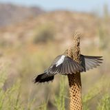 Stand der Kaktus schon gestern hier? Die Weißflügeltaube, die Wendy Kaveney in der Wüste Arizonas fotografierte, hatte ihn offenbar nicht mehr auf dem Radar – und rauschte prompt frontal in das Kaktusskelett.   
