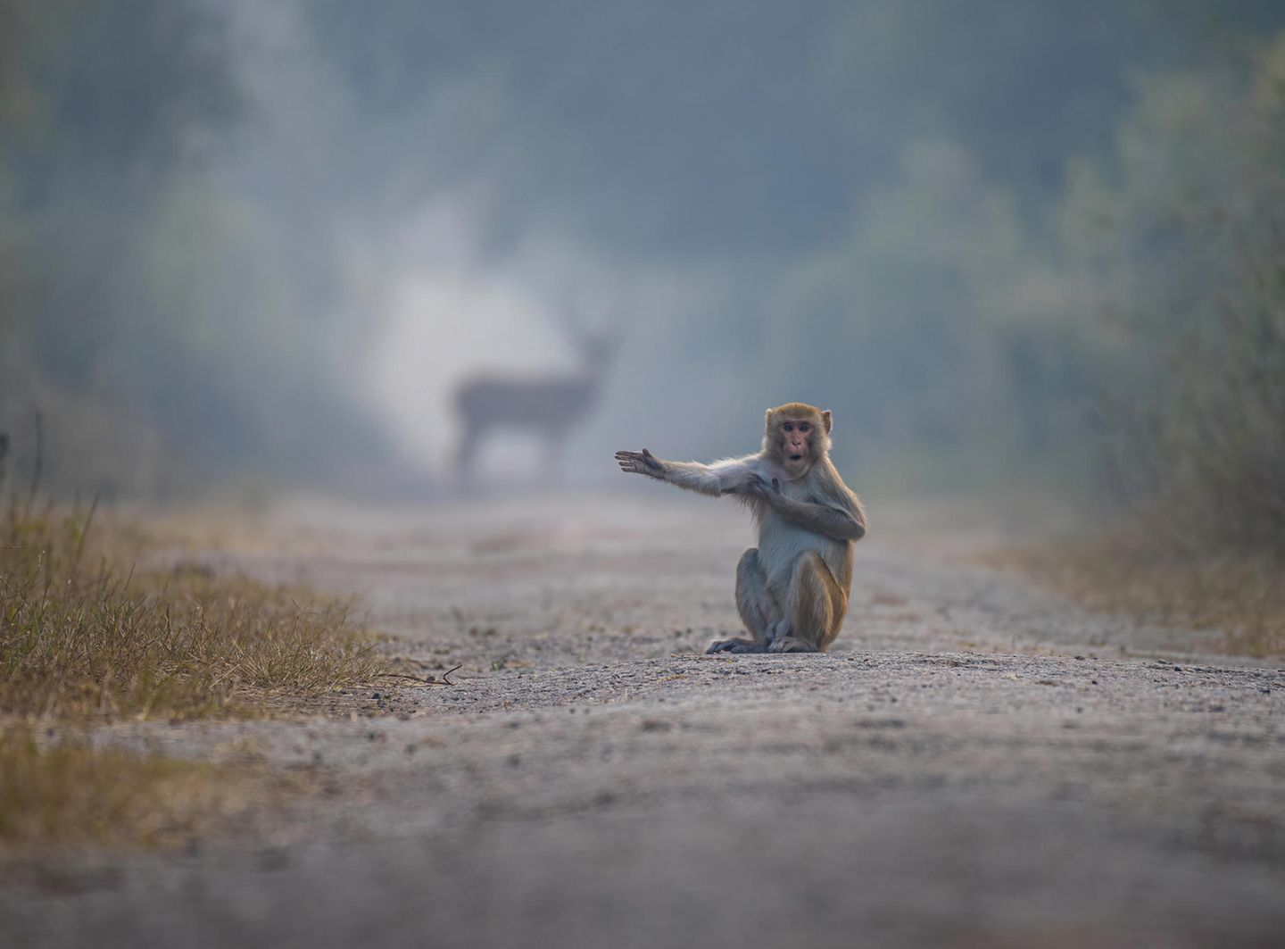 "Drei Blocks nach rechts, dann links abbiegen und immer der Nase nach", so scheint dieser Makake dem Fotografen Pratick Mondal den Weg zu weisen. Eigentlich wollte dieser im indischen Keoladeo-Nationalpark den Hirsch im Hintergrund fotografieren, als sich plötzlich ein kratzender Affe vor seine Linse drängte.