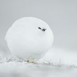 Im Winter kann man sich nie warm genug anziehen. Das wissen Frostbeulen, und dieses Schneehuhn weiß es auch. Mit aufgeplustertem Gefieder trotzt es den eisigen Temperaturen eines besonders kalten Winters in Spitzbergen. Den Fotografen Jacques Poulard erinnerte das Huhn an einen Schneeball mit Augen.
