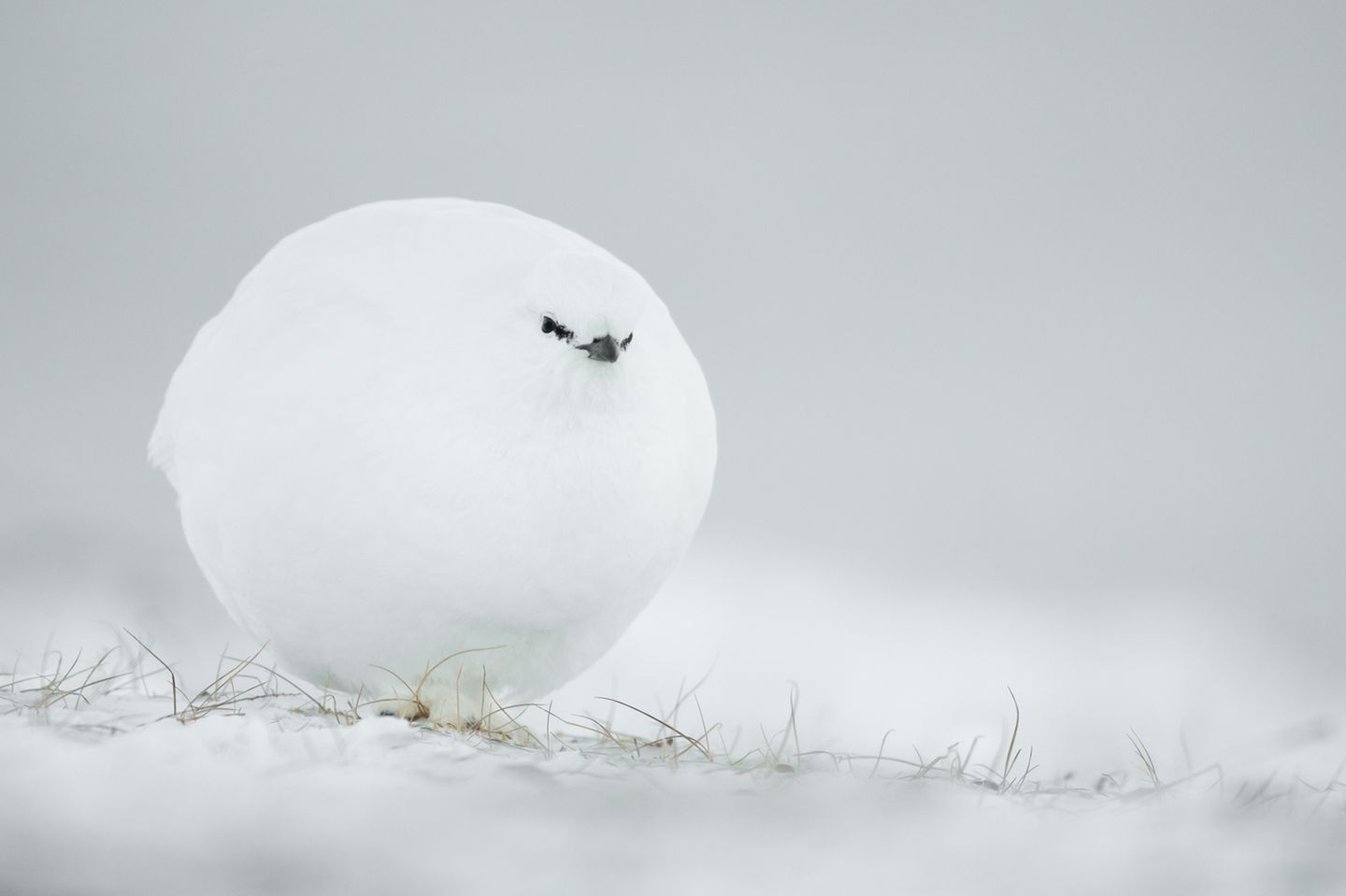 Im Winter kann man sich nie warm genug anziehen. Das wissen Frostbeulen, und dieses Schneehuhn weiß es auch. Mit aufgeplustertem Gefieder trotzt es den eisigen Temperaturen eines besonders kalten Winters in Spitzbergen. Den Fotografen Jacques Poulard erinnerte das Huhn an einen Schneeball mit Augen.