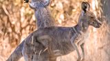 Im Licht der Morgensonne fotografierte Lara Mathews Graue Riesenkängurus im Westerfolds Park in Melbourne. Ein Babykänguru alberte dabei besonders vor der Kamera herum und übte sich im Springen und Boxen.