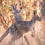 Im Licht der Morgensonne fotografierte Lara Mathews Graue Riesenkängurus im Westerfolds Park in Melbourne. Ein Babykänguru alberte dabei besonders vor der Kamera herum und übte sich im Springen und Boxen.