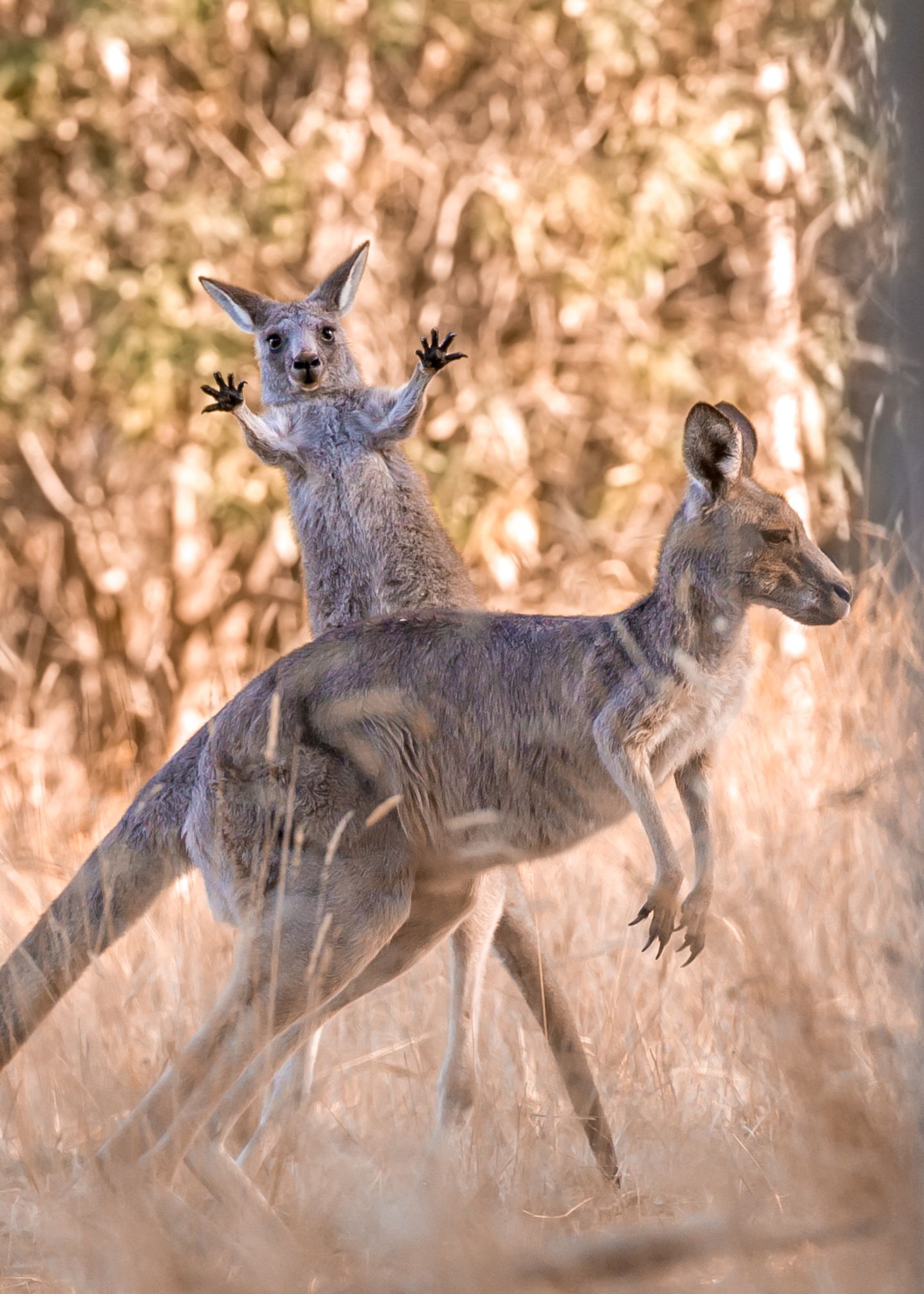 Im Licht der Morgensonne fotografierte Lara Mathews Graue Riesenkängurus im Westerfolds Park in Melbourne. Ein Babykänguru alberte dabei besonders vor der Kamera herum und übte sich im Springen und Boxen.