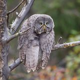 Eigentlich posierte dieser Bartkauz den ganzen Nachmittag geradezu majestätisch vor der Kamera von John Blumenkamp. Doch in einem scheinbar unbeobachteten Moment setzte der Vogel nach ein paar Dehnübungen sein schönstes Montagsgesicht auf – sehr zur Erheiterung des Fotografen.
