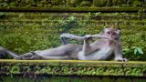 Im Wald von Ubud auf Bali sind die Affen die Königinnen und Könige. Und das lassen sie die Besucher auch spüren – wie dieser Dandy, der sich auf einem Felsen rekelt. Ob er gerade überprüft, wann der nächste Badetag fällig ist?
