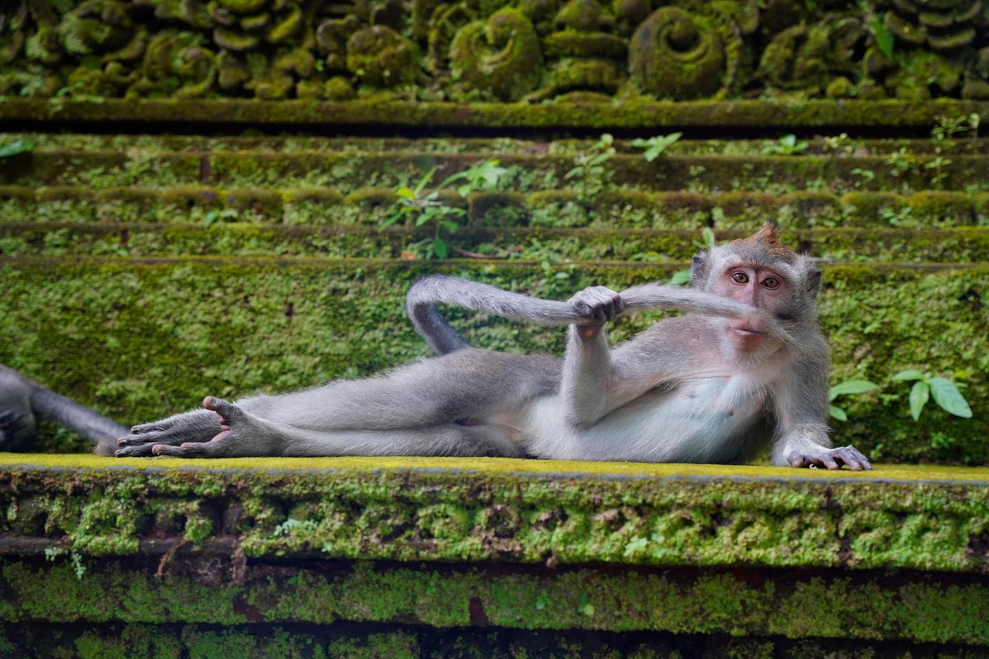 Im Wald von Ubud auf Bali sind die Affen die Königinnen und Könige. Und das lassen sie die Besucher auch spüren – wie dieser Dandy, der sich auf einem Felsen rekelt. Ob er gerade überprüft, wann der nächste Badetag fällig ist?