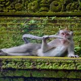 Im Wald von Ubud auf Bali sind die Affen die Königinnen und Könige. Und das lassen sie die Besucher auch spüren – wie dieser Dandy, der sich auf einem Felsen rekelt. Ob er gerade überprüft, wann der nächste Badetag fällig ist?