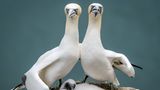 Zwischen März und Oktober nutzen eine halbe Million Seevögel die Kreidefelsen vor Yorkshire, um zu nisten und eine Familie zu gründen. Jedes Mal, wenn Basstölpel-Eltern zu ihrem Nest zurückkehren, reiben sie zur Begrüßung die Schnäbel aneinander und verschränken die Hälse. Oder posieren stolz mit ihrem Nachwuchs – wie auf diesem Familienporträt, das die Fotografin Zoe Ashdown geschossen hat.