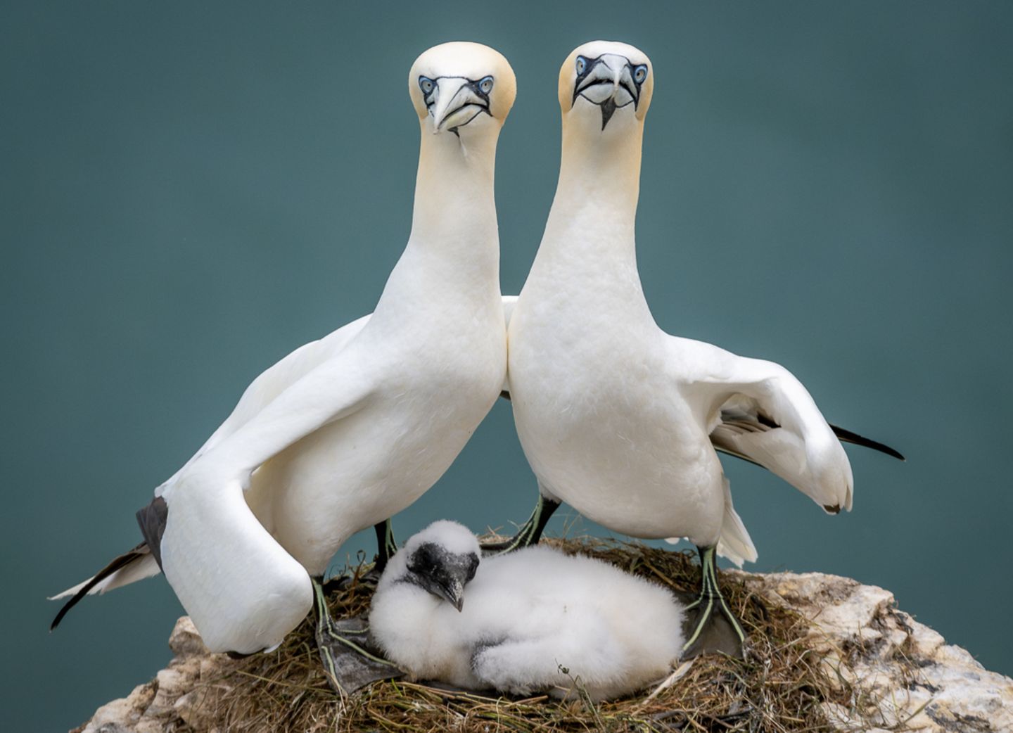 Zwischen März und Oktober nutzen eine halbe Million Seevögel die Kreidefelsen vor Yorkshire, um zu nisten und eine Familie zu gründen. Jedes Mal, wenn Basstölpel-Eltern zu ihrem Nest zurückkehren, reiben sie zur Begrüßung die Schnäbel aneinander und verschränken die Hälse. Oder posieren stolz mit ihrem Nachwuchs – wie auf diesem Familienporträt, das die Fotografin Zoe Ashdown geschossen hat.