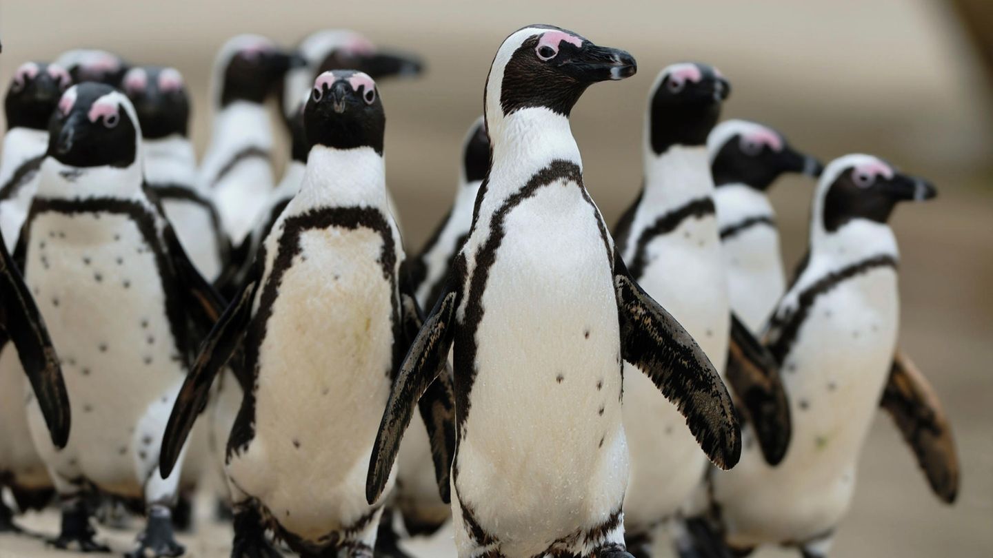 Brillenpinguine erkennen sich gegenseitig an den Pünktchen auf ihrer Brust