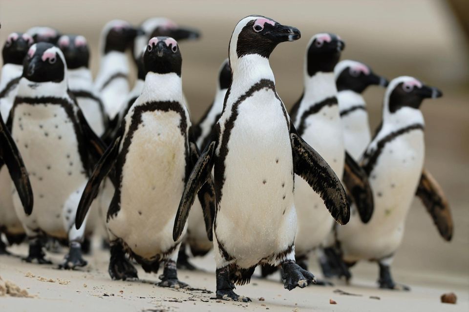 Brillenpinguine erkennen sich gegenseitig an den Pünktchen auf ihrer Brust