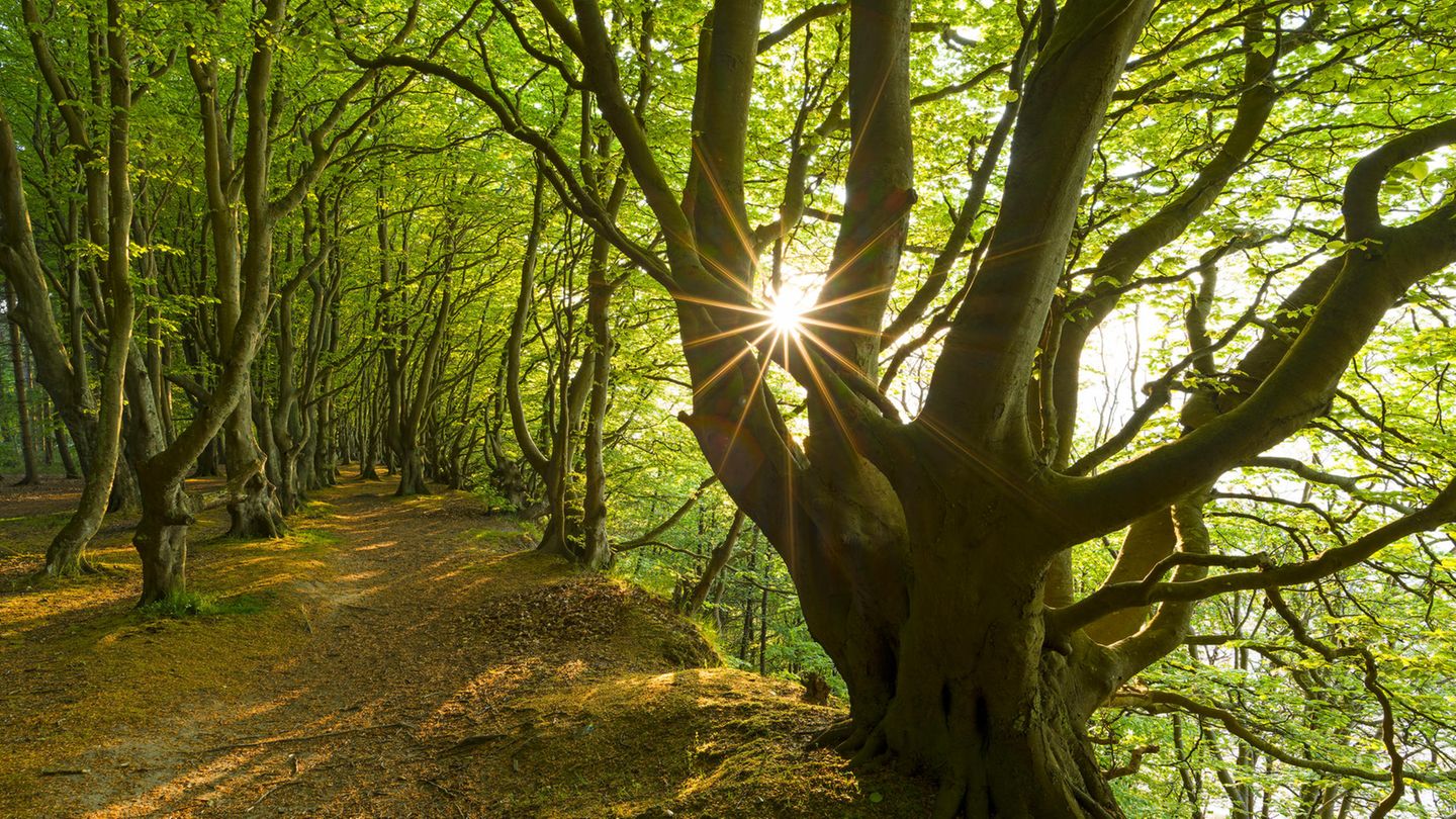 Vom Wind geformte Buchen im Märchenwald in der Abendsonne auf Rügen