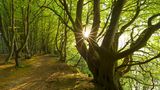 Vom Wind geformte Buchen im Märchenwald in der Abendsonne auf Rügen