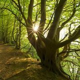 Vom Wind geformte Buchen im Märchenwald in der Abendsonne auf Rügen