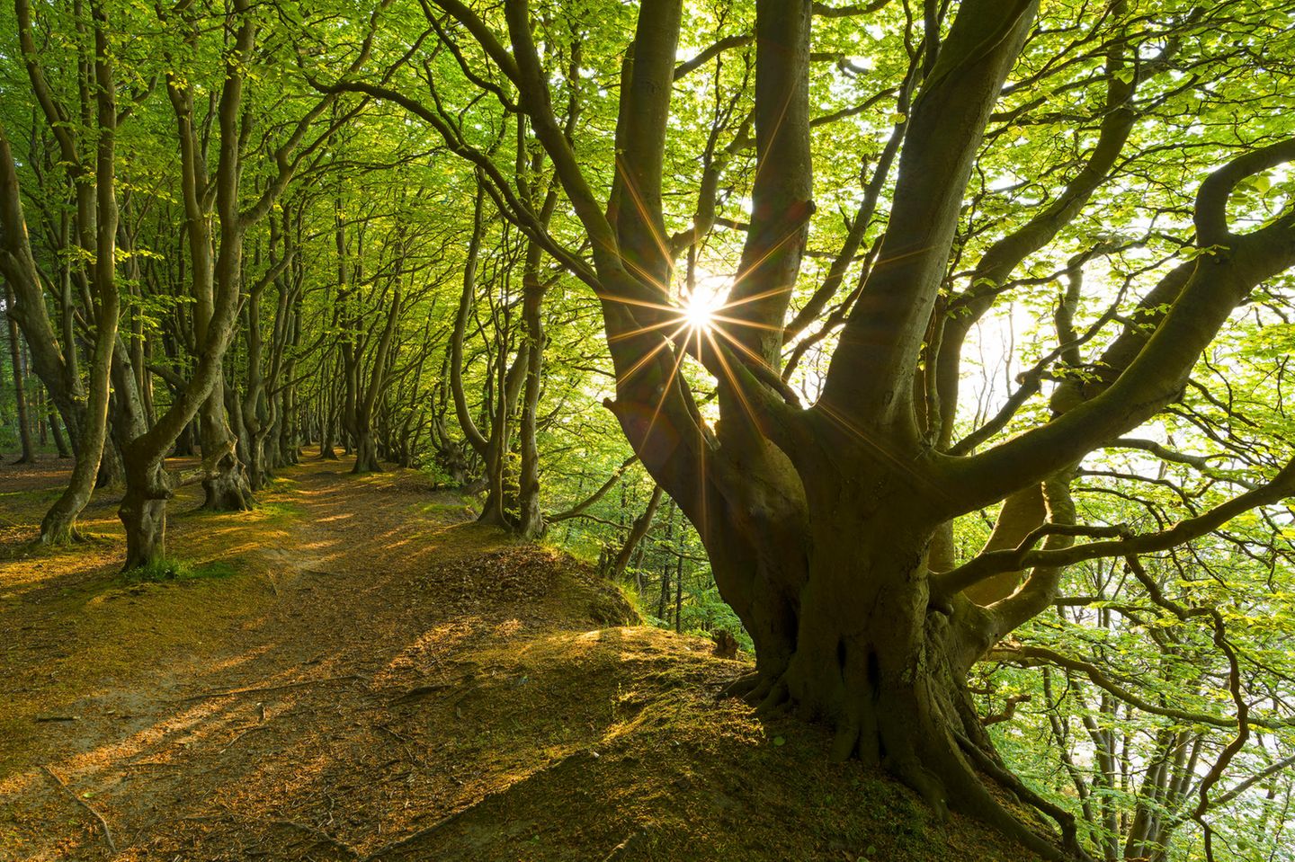 Auf in den Wald: Besuch bei Tausenden Buchen Vom Wind geformte Buchen im Märchenwald in der Abendsonne auf Rügen