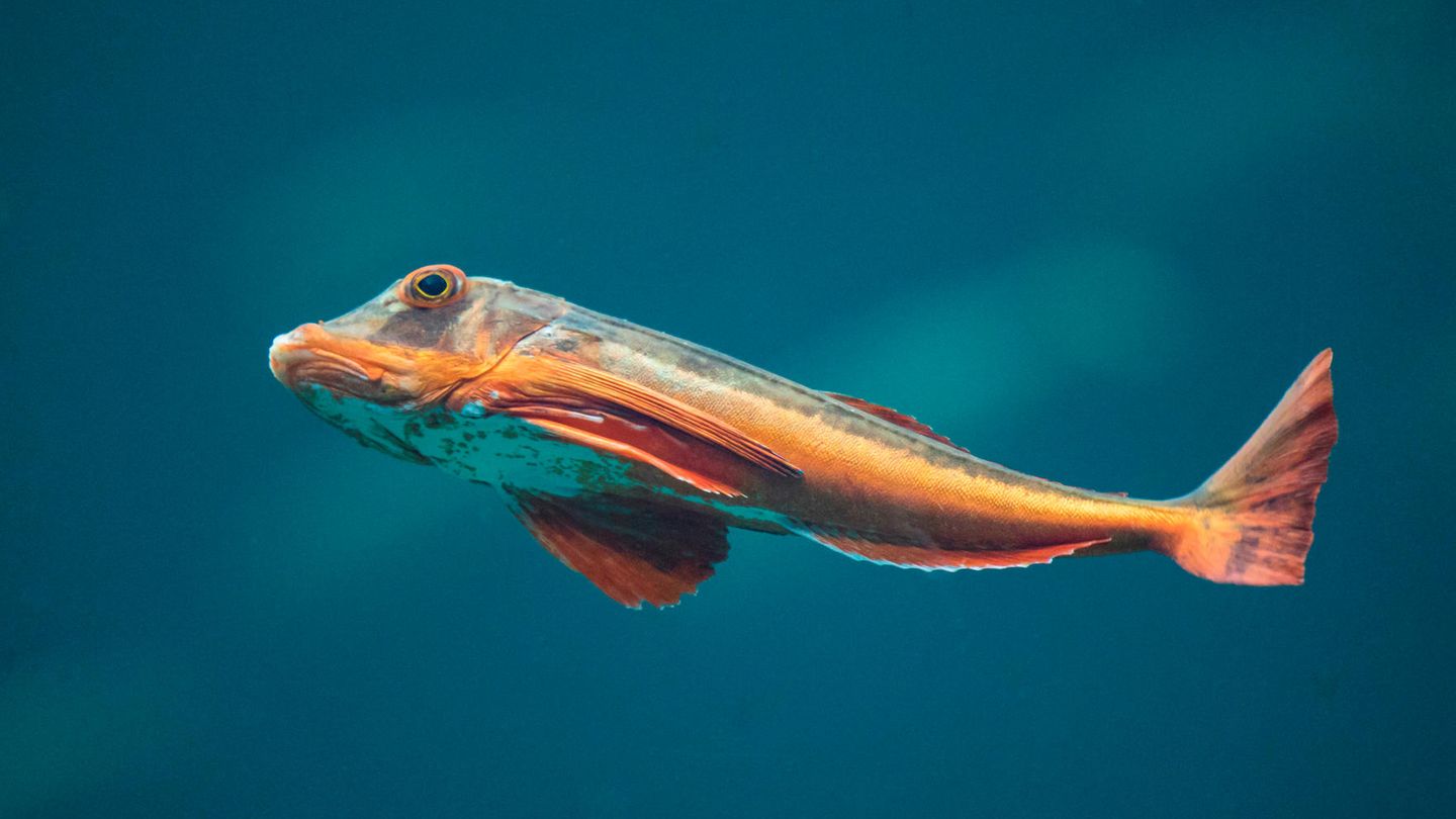 Knurrhahn