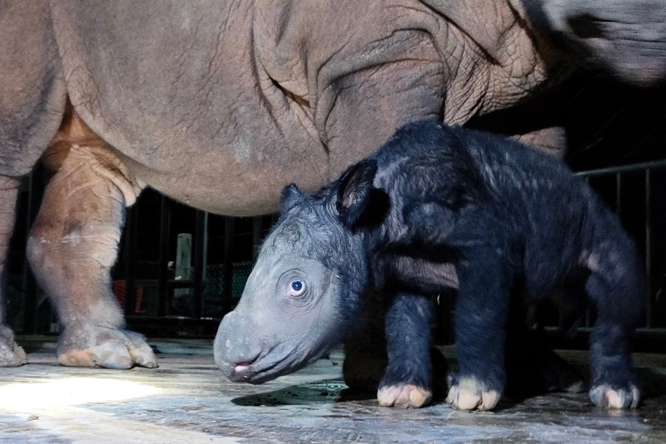 Bislang ist das Nashorn-Baby noch namenlos. Es wurde zehn Tage vor dem errechneten Termin geboren