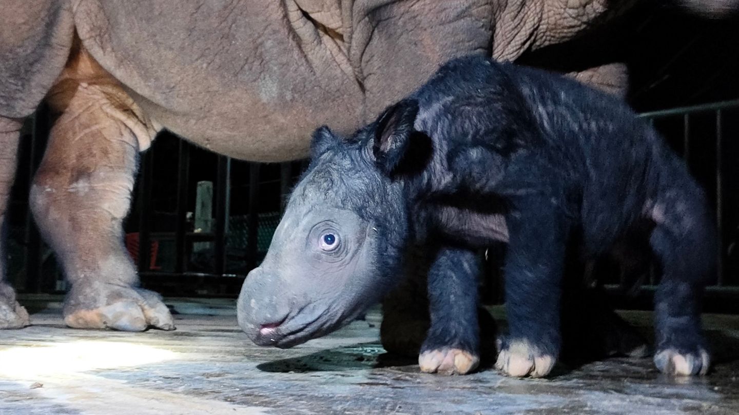Bislang ist das Nashorn-Baby noch namenlos. Es wurde zehn Tage vor dem errechneten Termin geboren