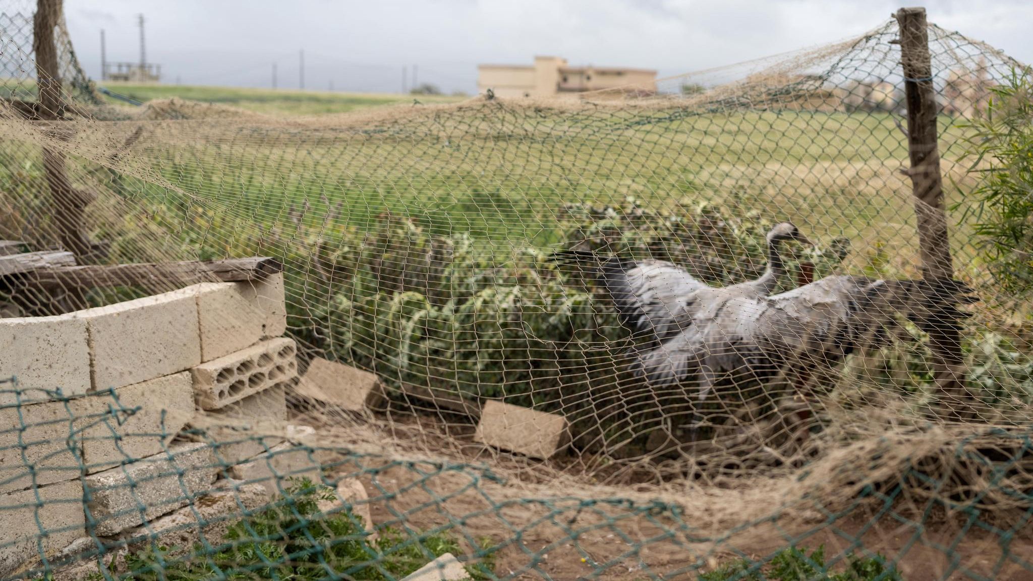 Bei Arida, an der Grenze zu Syrien, hält ein Mann diesen Kranich gefangen. Die Naturschützer vermuten: als Lockvogel. Sehen vorbeiziehende Schwärme den Artgenossen, halten sie den Ort für einen Rastplatz und landen – in der Falle