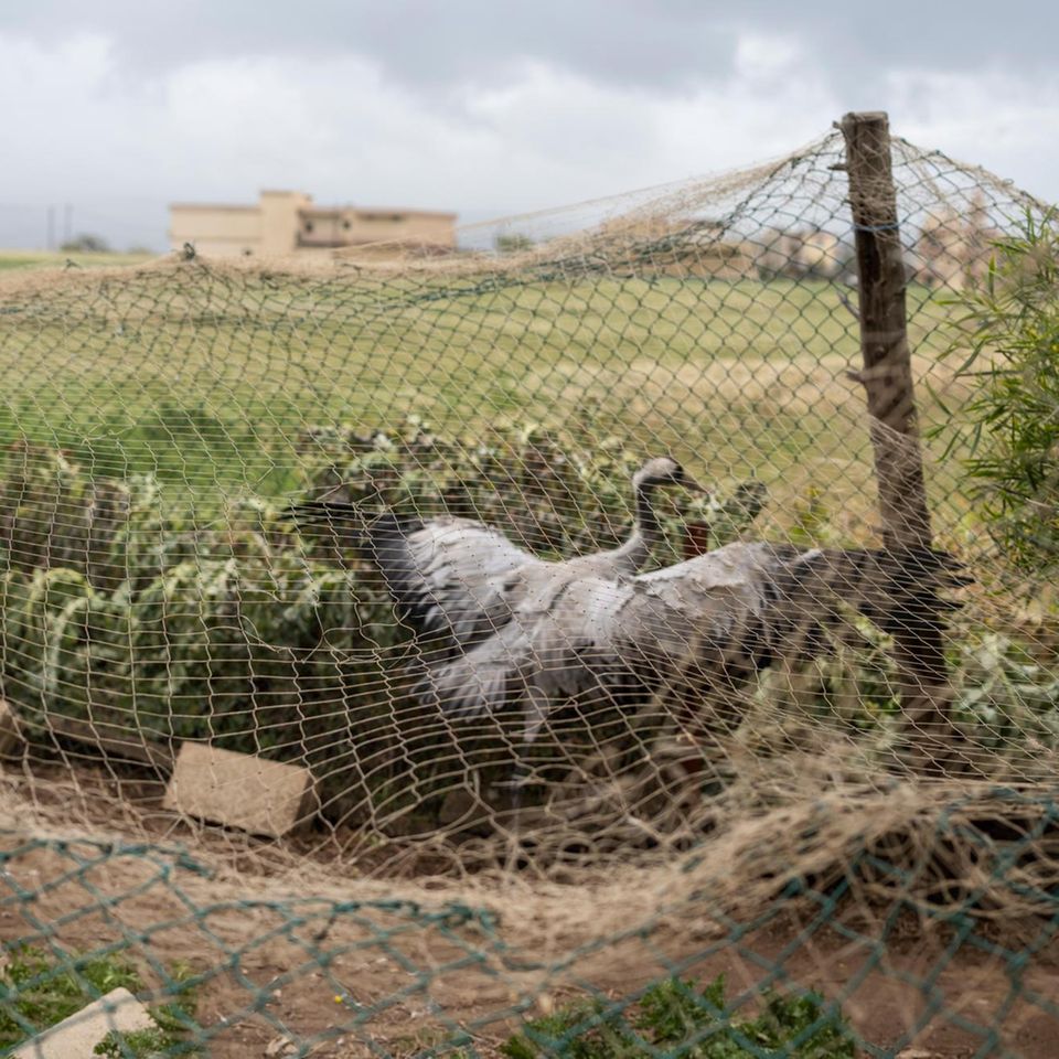 Bei Arida, an der Grenze zu Syrien, hält ein Mann diesen Kranich gefangen. Die Naturschützer vermuten: als Lockvogel. Sehen vorbeiziehende Schwärme den Artgenossen, halten sie den Ort für einen Rastplatz und landen – in der Falle