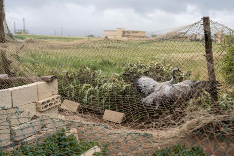 Bei Arida, an der Grenze zu Syrien, hält ein Mann diesen Kranich gefangen. Die Naturschützer vermuten: als Lockvogel. Sehen vorbeiziehende Schwärme den Artgenossen, halten sie den Ort für einen Rastplatz und landen – in der Falle