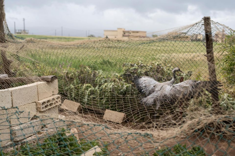 At Arida, on the border of Syria, a man stopped who received Kranich. Die Naturschützer vermuten: as Lockvogel. See the Schwärme den Artgenossen, then stop the Ort für einen Rastplatz and land – in der Falle