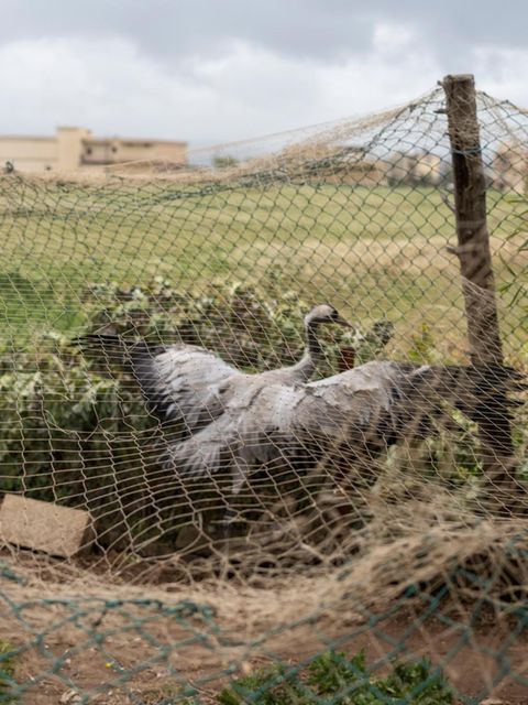Bei Arida, an der Grenze zu Syrien, hält ein Mann diesen Kranich gefangen. Die Naturschützer vermuten: als Lockvogel. Sehen vorbeiziehende Schwärme den Artgenossen, halten sie den Ort für einen Rastplatz und landen – in der Falle