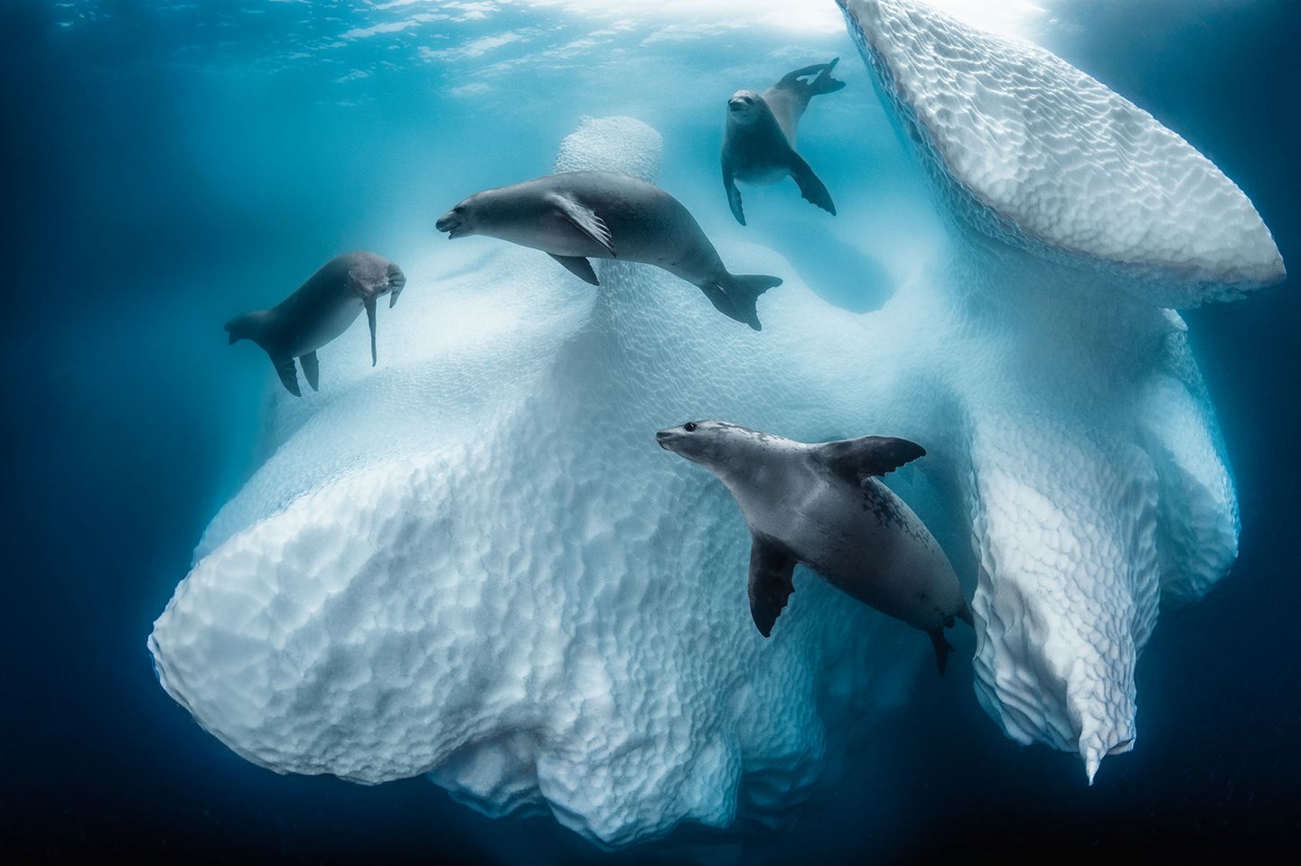 Ein Trupp Krabbenfresser umspielt einen durch das Südpolarmeer treibenden Eisberg. Die Robbenart ernährt sich auf ungewöhnliche Weise, indem sie Meerwasser schluckt und wieder auspresst, wobei kleine Krebstierchen in ihren Zähnen hängen bleiben. Diese Art, Antarktischen Krill zu fressen, ist eigentlich eher bei großen Bartenwalen verbreitet. Die Robben fangen auf diese Weise gelegentlich sogar Fische