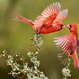 Zwei Rote Kardinäle umschwirren einen Busch im Süden von Texas. Die Vogelart gehört zu den auffälligsten in Nordamerika und wurde früher oft in Käfigen gehalten, was aber mittlerweile verboten ist. Dafür findet man die »Cardinals« auf Autokennzeichen, als Staatsvogel mehrerer Bundesstaaten der USA und als Namensgeber zahlreicher Sportteams
