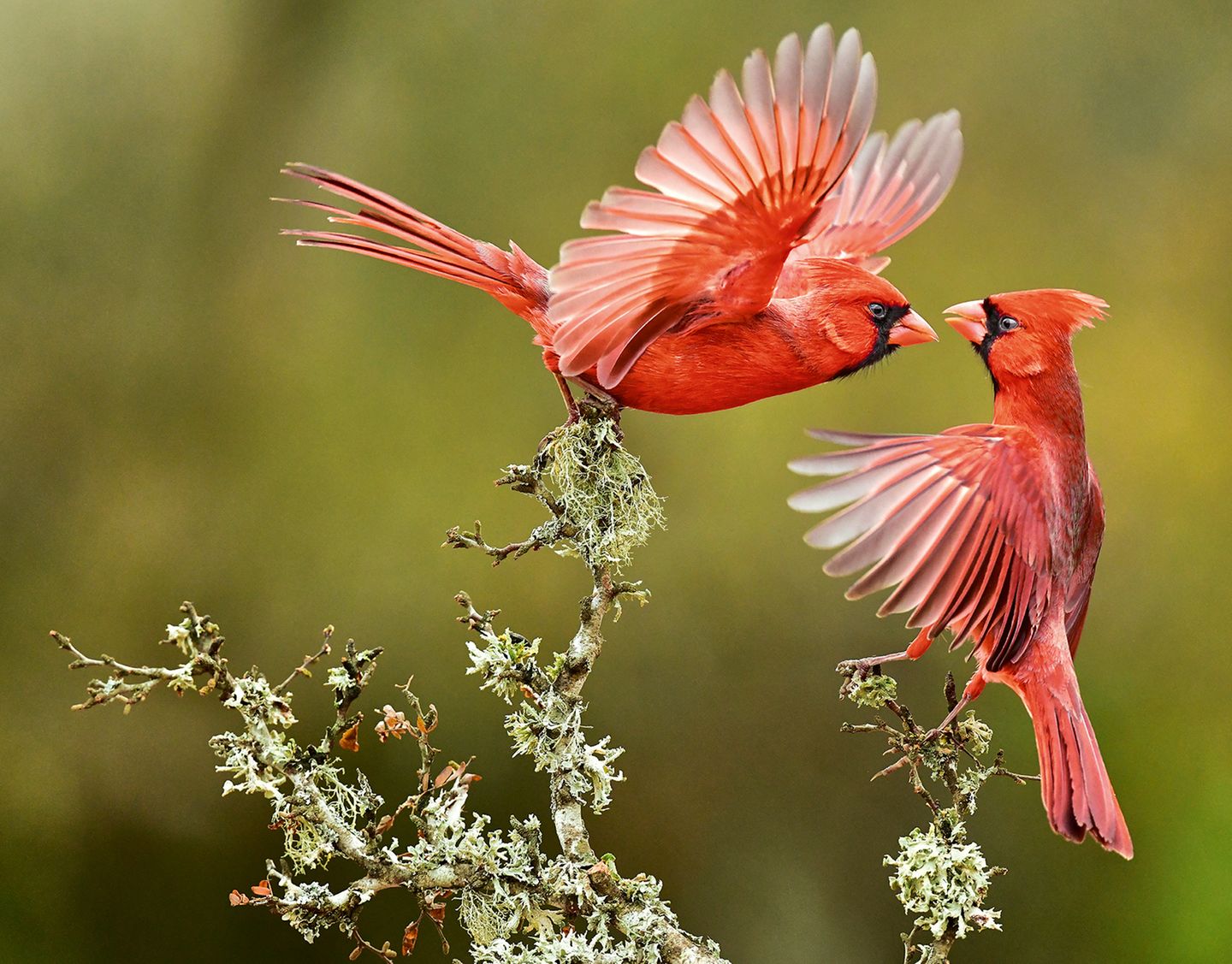 Zwei Rote Kardinäle, Texas, USA Zwei Rote Kardinäle umschwirren einen Busch im Süden von Texas. Die Vogelart gehört zu den auffälligsten in Nordamerika und wurde früher oft in Käfigen gehalten, was aber mittlerweile verboten ist. Dafür findet man die »Cardinals« auf Autokennzeichen, als Staatsvogel mehrerer Bundesstaaten der USA und als Namensgeber zahlreicher Sportteams