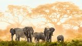 Afrikanische Elefanten im Amboseli-Nationalpark, Kenia