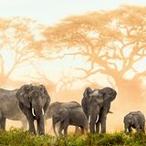 Afrikanische Elefanten im Amboseli-Nationalpark, Kenia