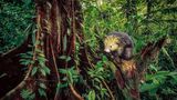 Im tropischen Regenwald Costa Ricas sucht ein Mittelamerikanischer Baumstachler nach Früchten oder Blättertrieben, von denen er sich vorzugsweise ernährt. Die bis etwa 45 Zentimeter langen Säugetiere sind mit den Stachelschweinen verwandt, ihr Kopf ist mit gelben Dornen besetzt, ein langer Greifschwanz ermöglicht es ihnen, sich im Geäst der Bäume zu bewegen