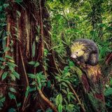 Im tropischen Regenwald Costa Ricas sucht ein Mittelamerikanischer Baumstachler nach Früchten oder Blättertrieben, von denen er sich vorzugsweise ernährt. Die bis etwa 45 Zentimeter langen Säugetiere sind mit den Stachelschweinen verwandt, ihr Kopf ist mit gelben Dornen besetzt, ein langer Greifschwanz ermöglicht es ihnen, sich im Geäst der Bäume zu bewegen