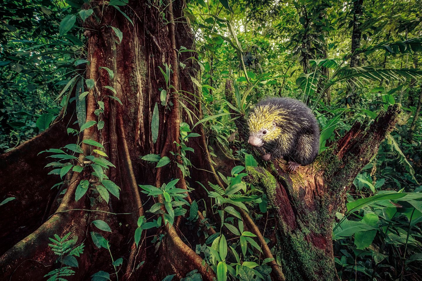 Im tropischen Regenwald Costa Ricas sucht ein Mittelamerikanischer Baumstachler nach Früchten oder Blättertrieben, von denen er sich vorzugsweise ernährt. Die bis etwa 45 Zentimeter langen Säugetiere sind mit den Stachelschweinen verwandt, ihr Kopf ist mit gelben Dornen besetzt, ein langer Greifschwanz ermöglicht es ihnen, sich im Geäst der Bäume zu bewegen