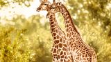 Die beiden Giraffen im Majete-Reservat in Malawi stehen für eine Erfolgsgeschichte im Naturschutz: Noch vor zwei Jahrzehnten waren dort infolge von Wilderei und Missmanagement die allermeisten Großtierarten verschwunden. Doch seit die Bewachung verbessert wurde, konnten viele Arten neu angesiedelt werden. Nun blüht dort wieder das Leben